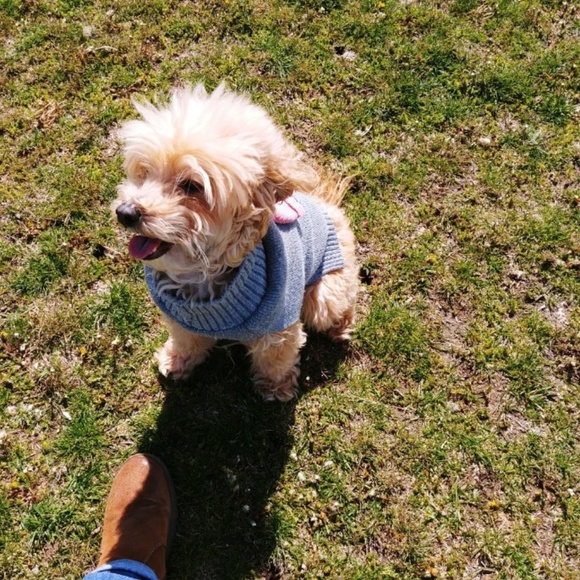 Meet your Posher, Chailyn - Picture 4 of 4